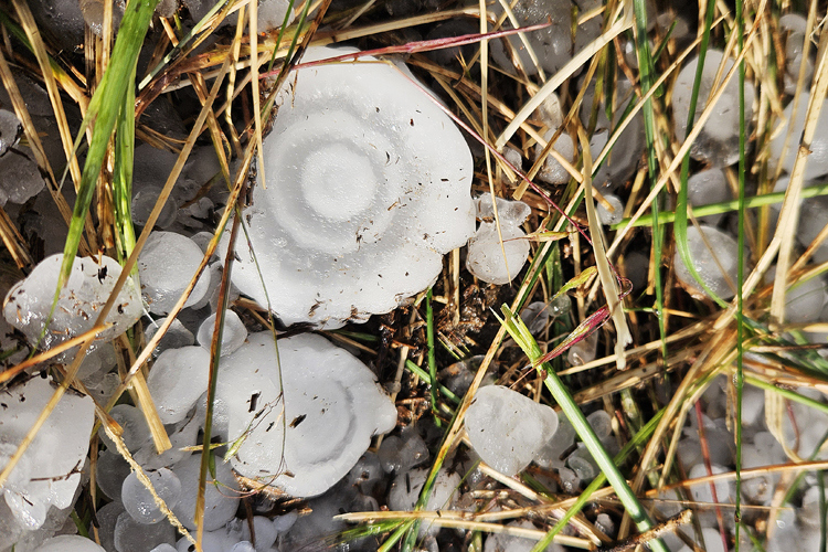 Große Hagelkörner im Gras nach einem Sturm.