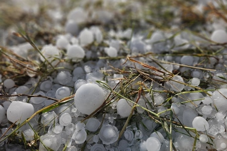 Hagelkörner und Grasblätter nach Hagelsturm auf dem Boden verteilt.